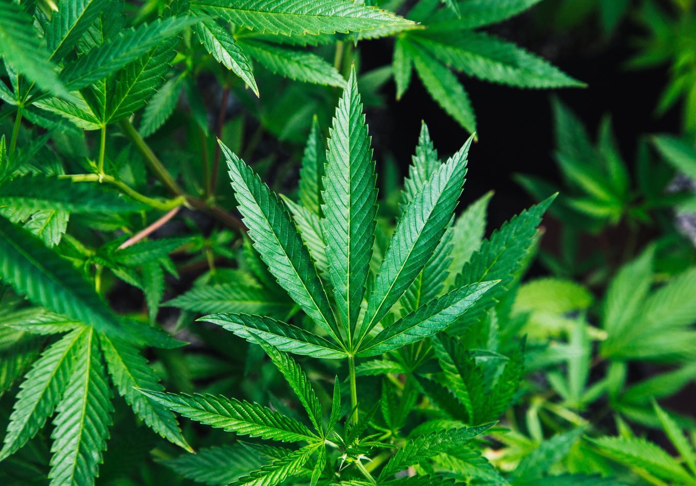 State government lands local governments with higher burden of policing cannabis market