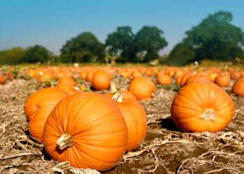 Illinois grows enough pumpkins for 8B pumpkin-spice lattes