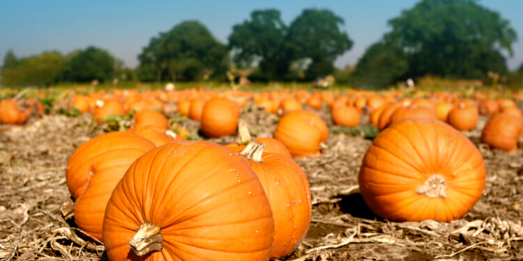 Illinois grows enough pumpkins for 8B pumpkin-spice lattes