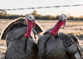 11 reasons Illinoisans can be thankful this year