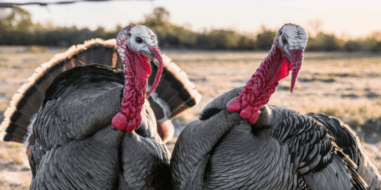 11 reasons Illinoisans can be thankful this year