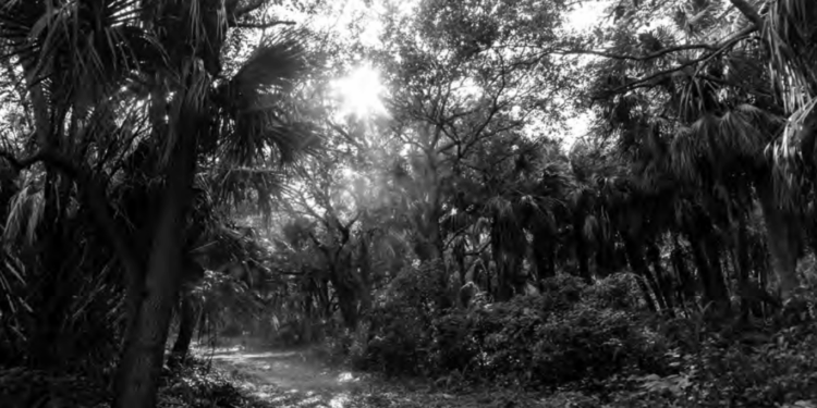 Florida's Rural Renaissance - James Madison Institute