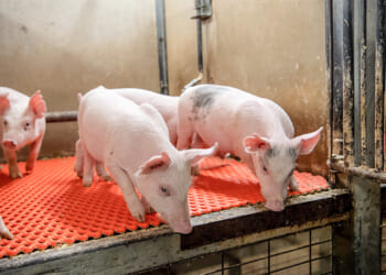 Illinois’ porky budget gives $7M to move pigs