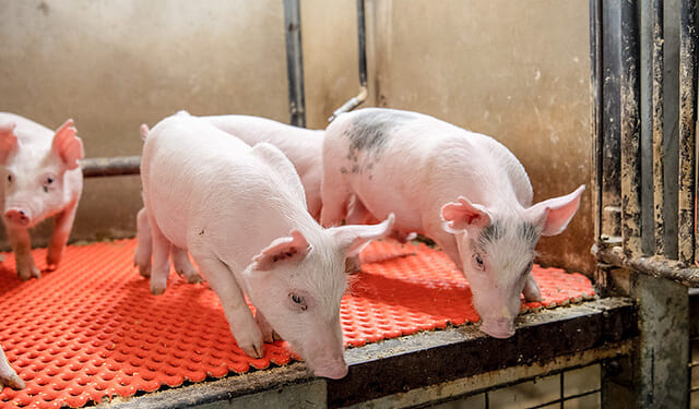 Illinois’ porky budget gives $7M to move pigs