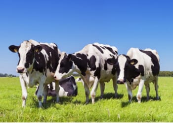 Got Milk? Whole milk on the horizon for school lunchrooms