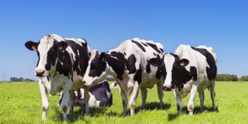 Got Milk? Whole milk on the horizon for school lunchrooms