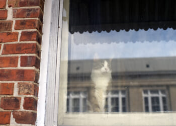 New bill could help Illinois’ housing gap with granny flats statewide