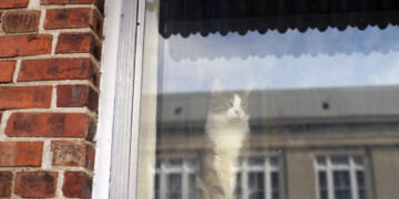 New bill could help Illinois’ housing gap with granny flats statewide