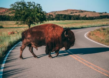 The Sooner State joins the Southern Surge