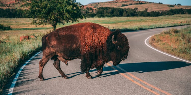 The Sooner State joins the Southern Surge
