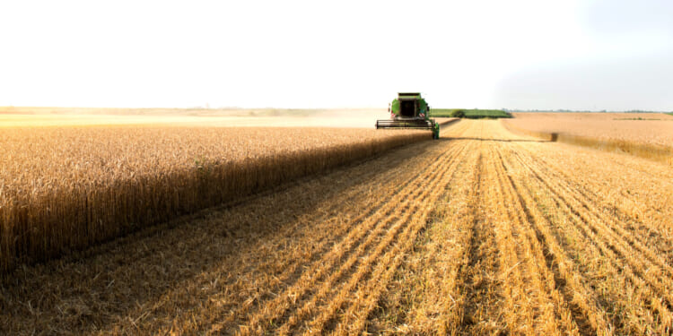Combine during the wheat harvest.