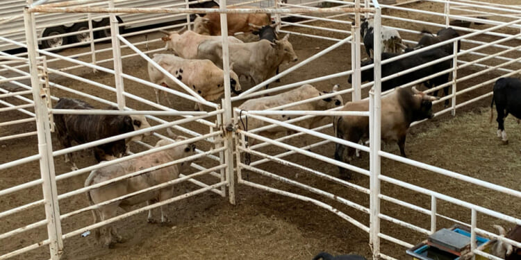 Beef