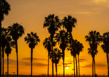 palmtrees sunset