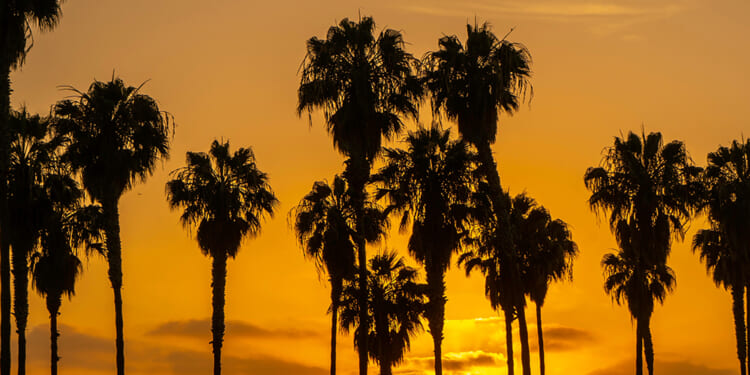 palmtrees sunset