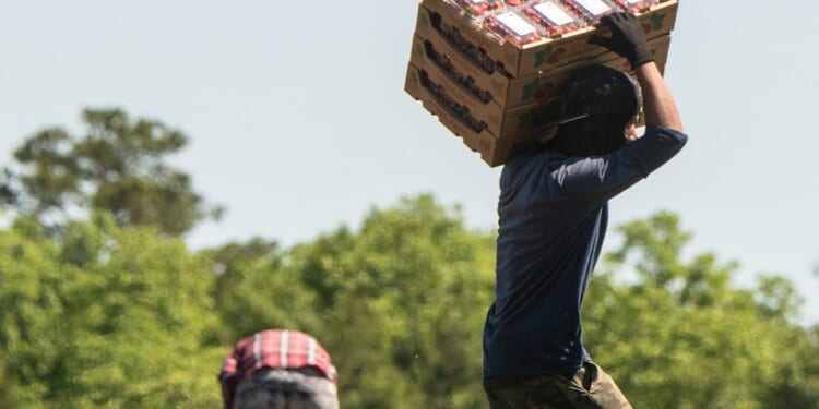 Farm Workers 1