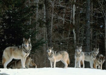 Wolves
