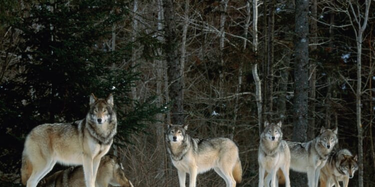 Wolves