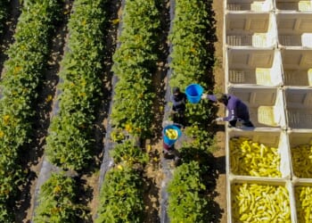 Farm Workers 2