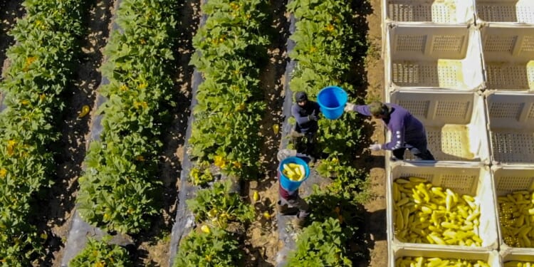 Farm Workers 2