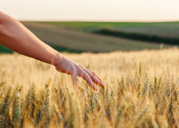 A woman running hands through a Kansas wheat field, experiencing the economic benefits that free markets allow when Kansas can prosper.