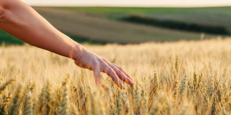 A woman running hands through a Kansas wheat field, experiencing the economic benefits that free markets allow when Kansas can prosper.