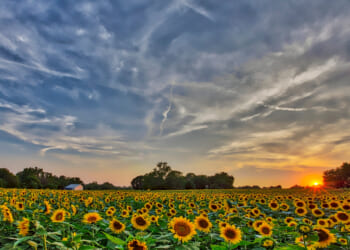 Kansas sunflower field at sunset.