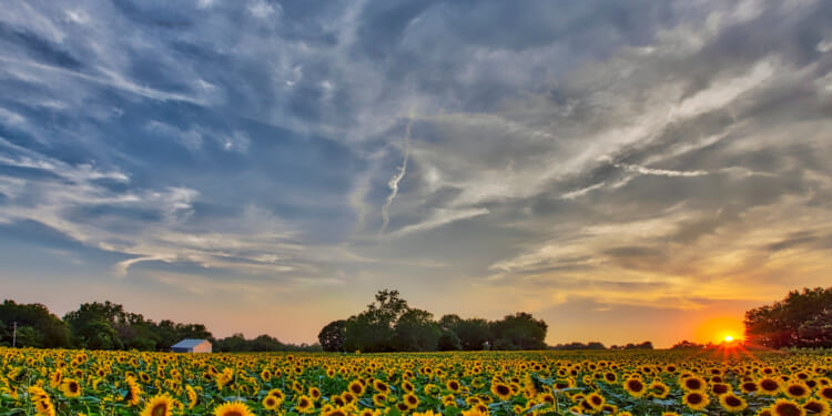 Kansas sunflower field at sunset.